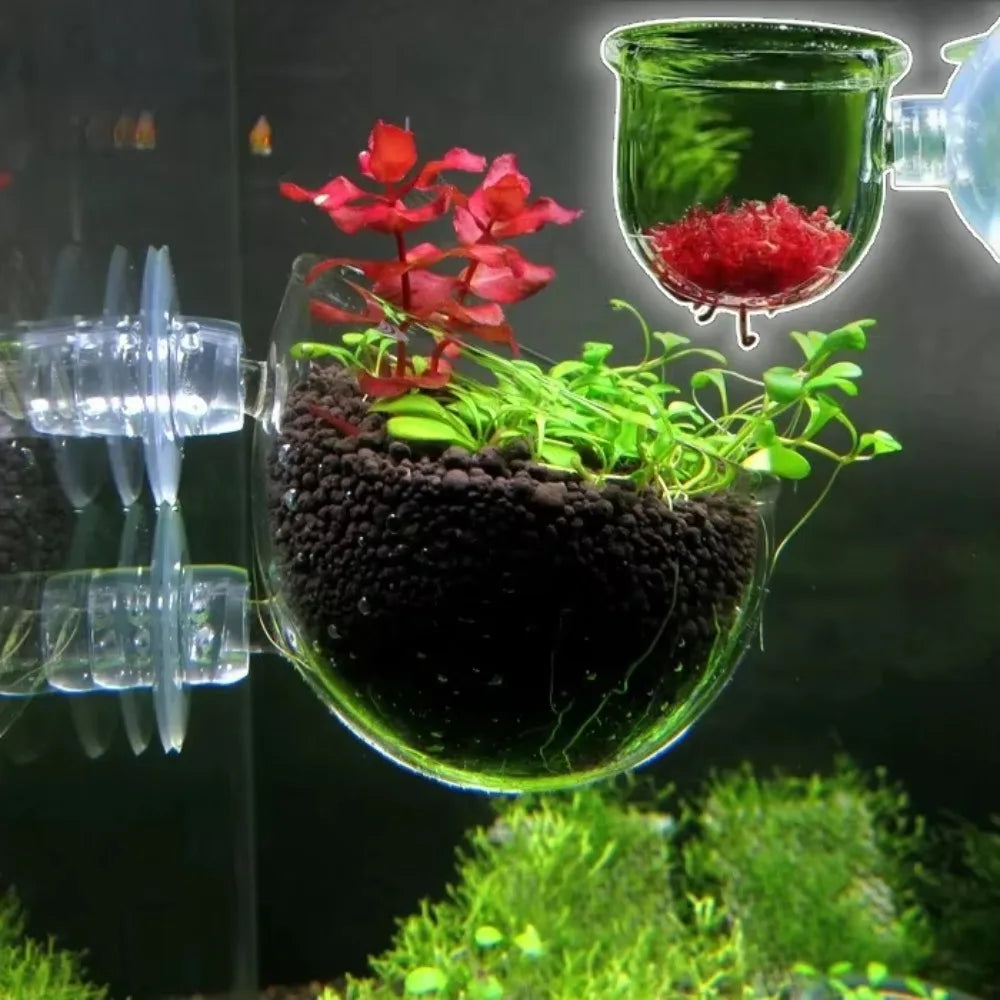 Glass Aquarium Nursery Pot