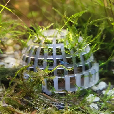 Aquarium Moss Balls