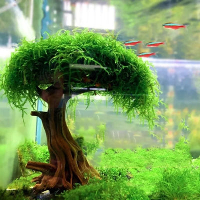 Moss Tree Aquarium Decoration