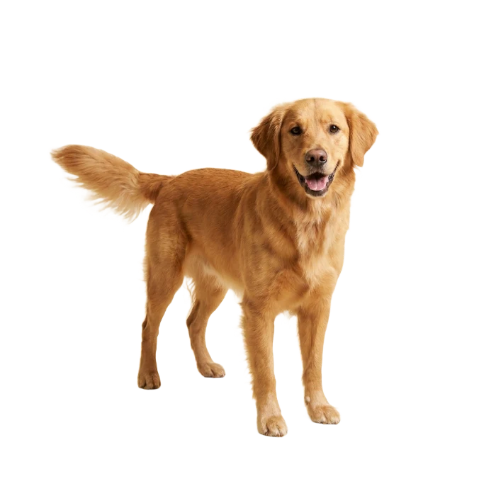 Dogs