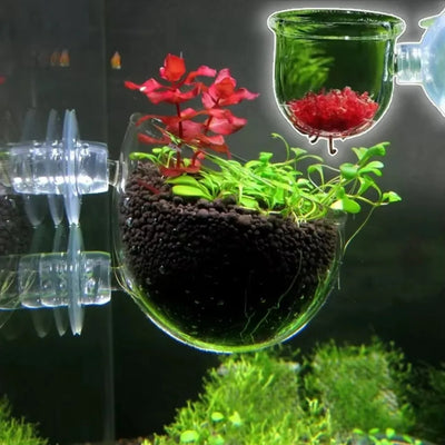 Glass Aquarium Nursery Pot
