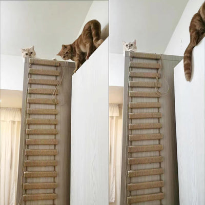 Cat Climbing Bridge & Ladder