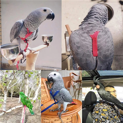 Bird Flight Training Rope